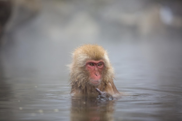Mono nadando en el lago