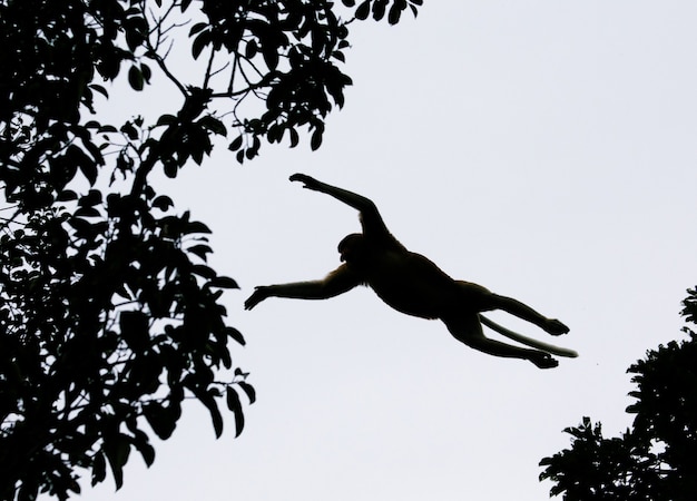 El mono narigudo está saltando de árbol en árbol en la jungla. Indonesia. La isla de Borneo. Kalimantan.