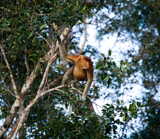 El mono narigudo está sentado en un árbol en la jungla. Indonesia. La isla de Borneo. Kalimantan.