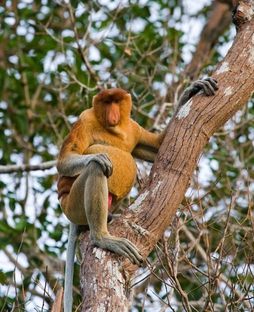 El mono narigudo está sentado en un árbol en la jungla. Indonesia. La isla de Borneo. Kalimantan.