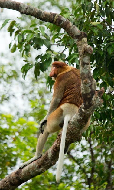 El mono narigudo está sentado en un árbol en la jungla. Indonesia. La isla de Borneo. Kalimantan.