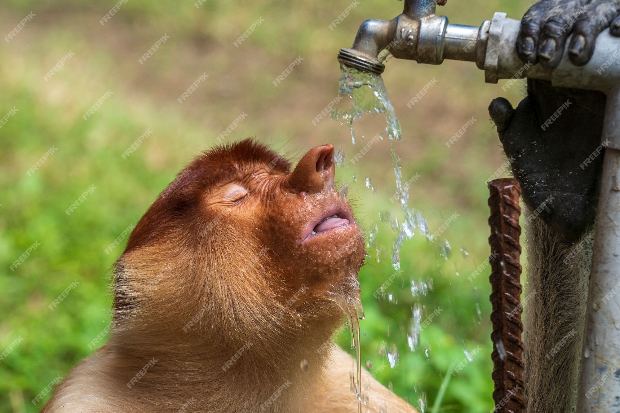 Mono narigudo salvaje o nasalis larvatus, en selva de la isla de borneo, malasia, mono bebe agua | Foto Premium