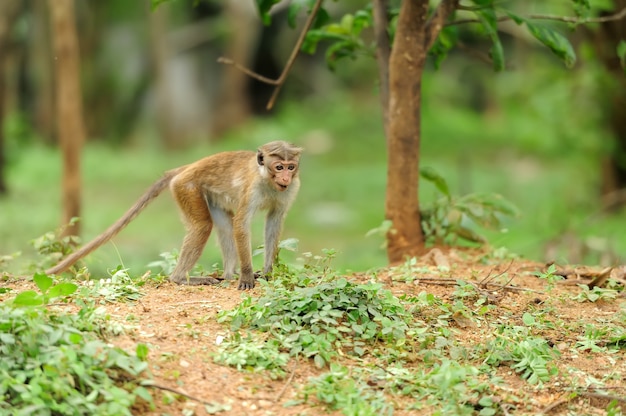 Mono en la naturaleza viva. País de Sri Lanka