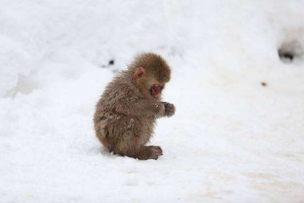 Mono de nieve Japón