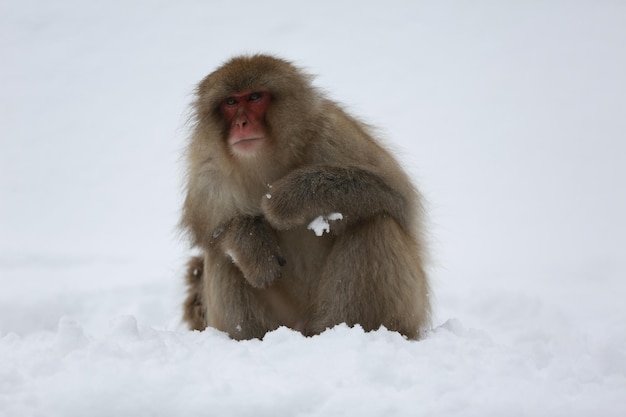 Foto mono de nieve japón