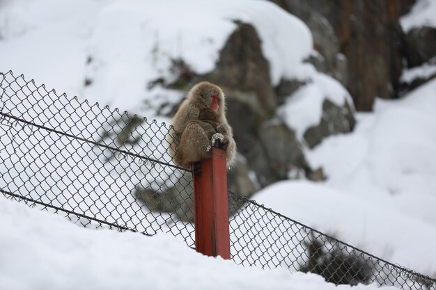 Mono de nieve Japón