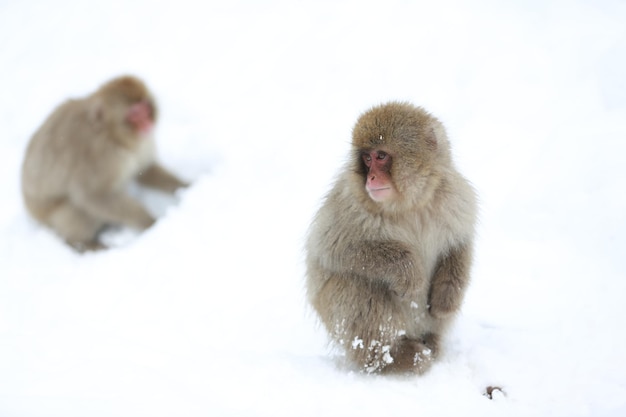 Mono de nieve Japón