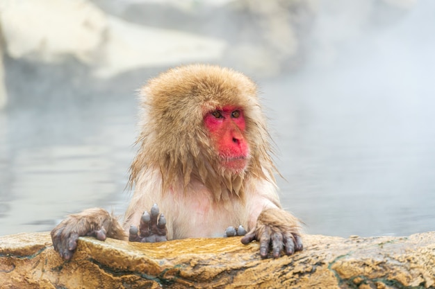 Los monos de nieve japoneses alivian su estrés con aguas termales