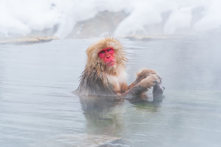 Foto el mono de nieve japonés se relaja en las aguas termales en invierno en el parque de monos de nieve.