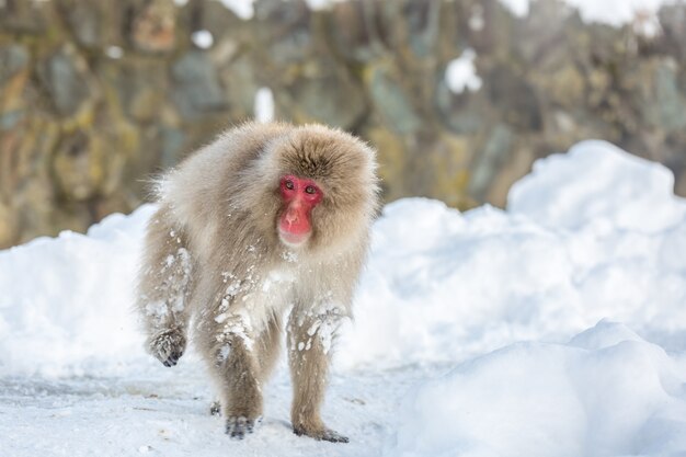 Mono de nieve macaco