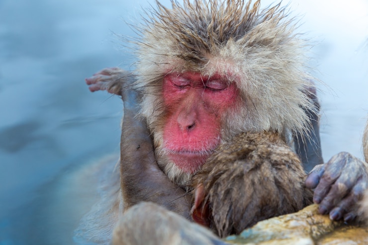 Foto mono de nieve macaque onsen