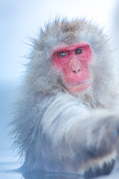 Mono de nieve Macaque Onsen