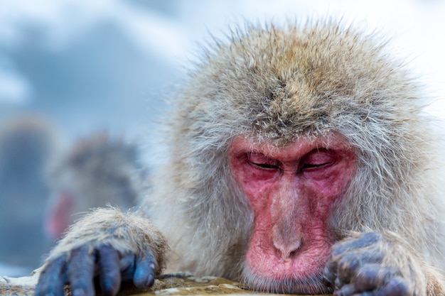 Mono de nieve Macaque Onsen