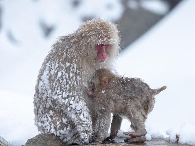 Foto mono de las nieves japonés