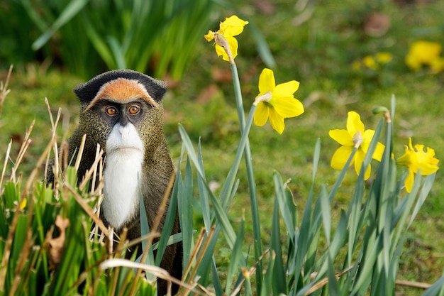 Un mono con ojos marrones se sienta en la hierba cerca de flores amarillas.