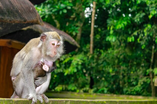 Mono en el parque forestal de ubud, bali, indonesia