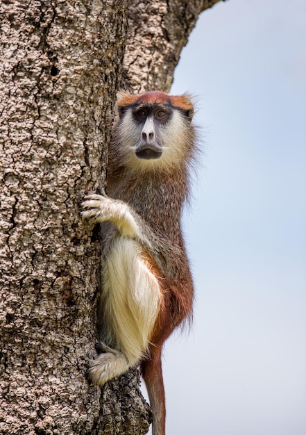 Mono patas común Erythrocebus patas está sentado en un árbol Parque Nacional Murchisons Folls Afrisa Uganda