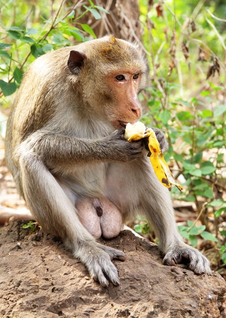 Mono con plátano