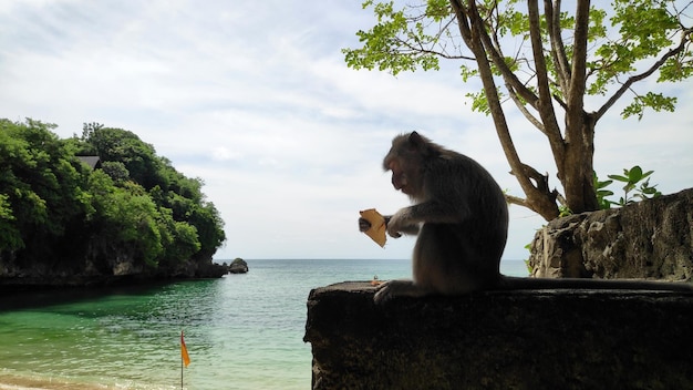 Mono en la playa de Padang Padang