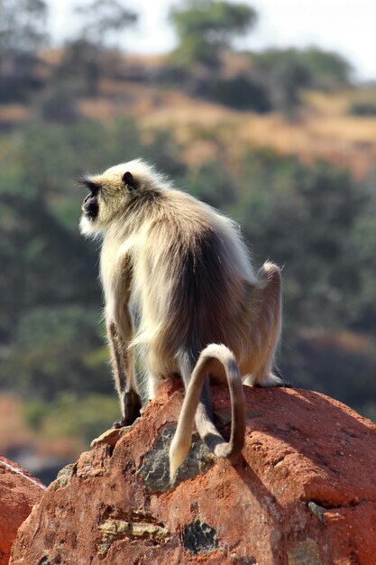 Mono Presbytis en Fort Wall India