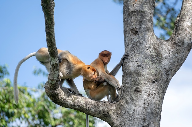 Mono de probóscide salvaje o Nasalis larvatus, en la selva de Borneo, Malasia