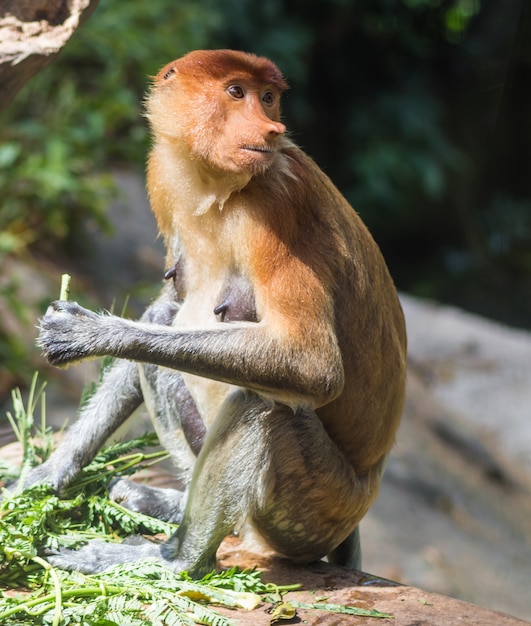 Mono de probóscide en un zoológico