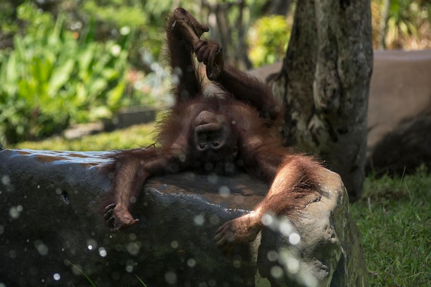 Un mono se relaja en una roca.