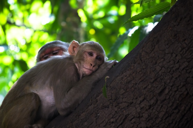 El mono Rhesus tomando una siesta o durmiendo en el árbol durante el mediodía de verano