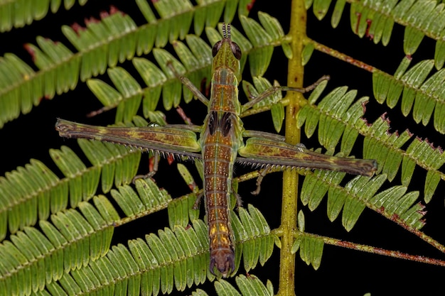 Mono saltamontes ninfa de la familia Eumastacidae