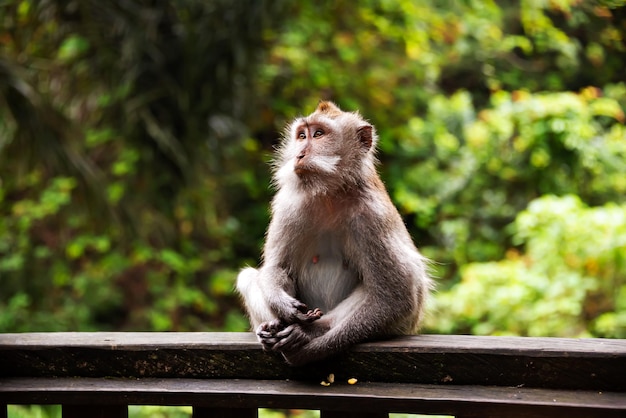 Mono salvaje en el bosque de los monos en Bali Indonesia