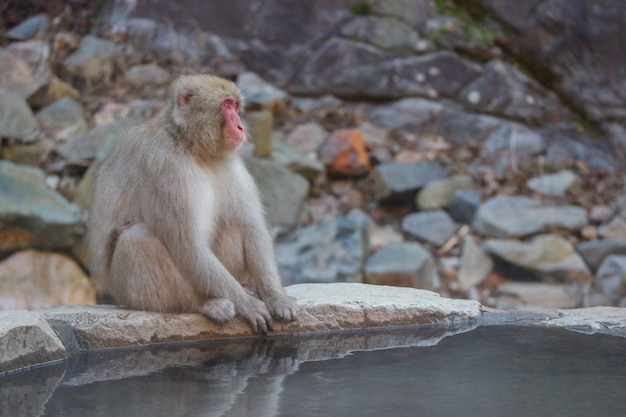 Mono salvaje japonés con onsen natural.