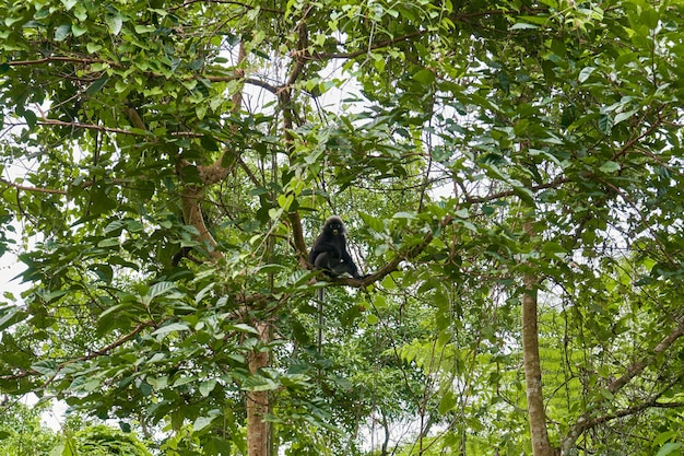 Un mono salvaje de la raza Langur en la rama de un árbol en la densa jungla. Hábitat natural.