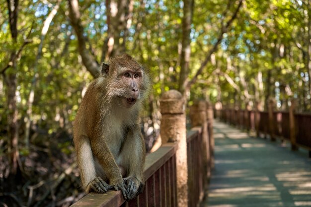 Un mono salvaje se sienta en un puente en el bosque de manglar.