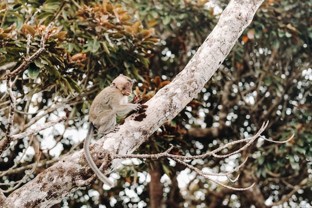 Un mono salvaje vivo se sienta en un árbol en la isla de Mauricio.