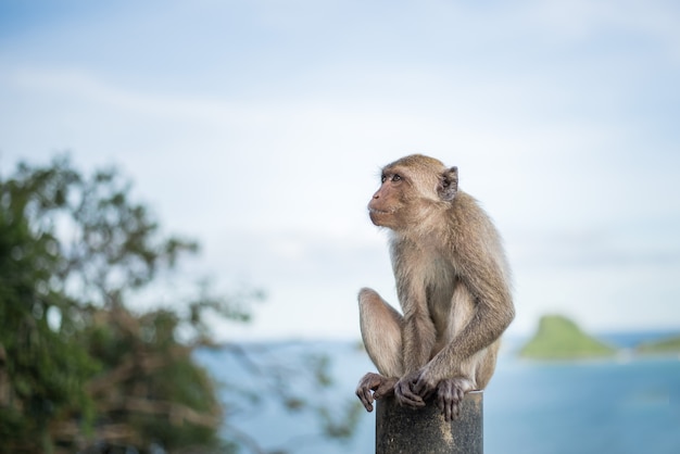 Mono sentado en un acero