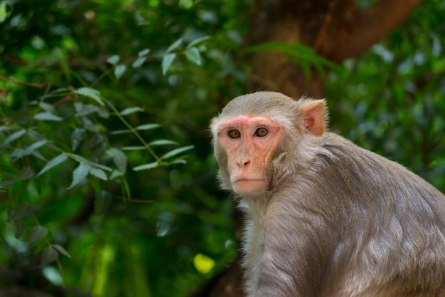 Un mono sentado en el árbol en su hábitat natural