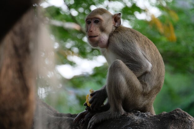 Mono sentado en un árbol en el zoológico