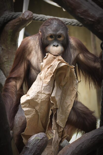 Mono sentado en un árbol en el zoológico