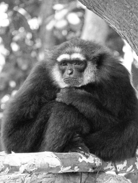 Foto mono sentado en un árbol