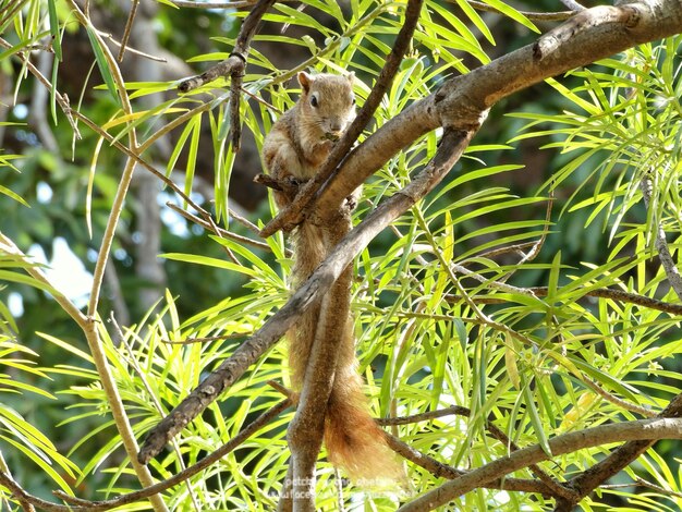 Foto mono sentado en un árbol