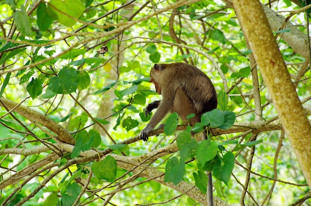 Mono sentado en el árbol