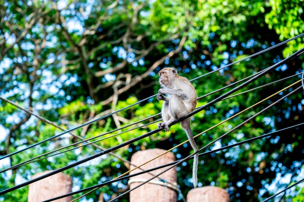 Foto mono sentado en los cables de forma segura y cómoda