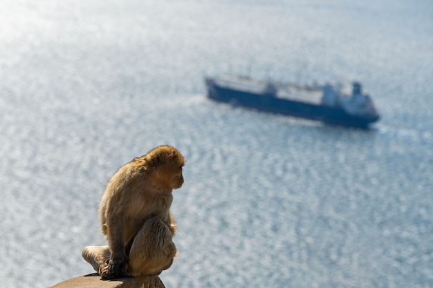 Mono sentado con mar y barco en Gibraltar