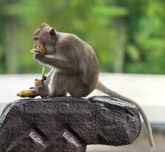 Mono sentado en una piedra. come bananas