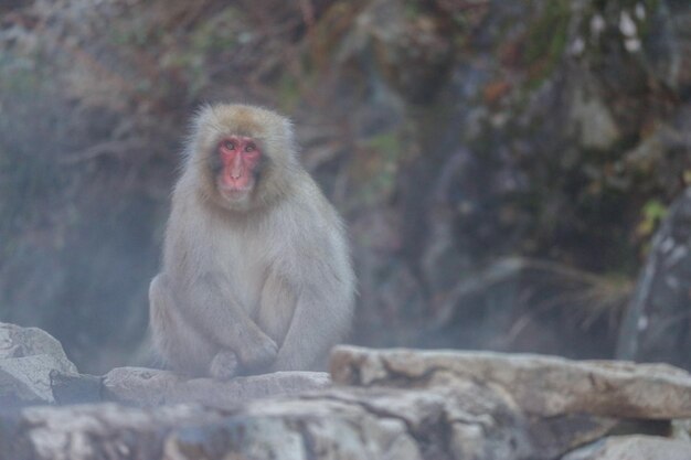 Foto mono sentado en una roca