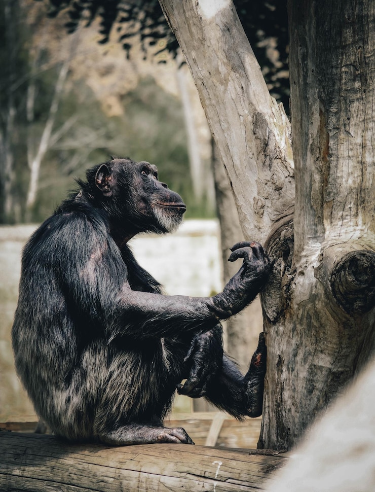 Foto mono sentado en el tronco de un árbol