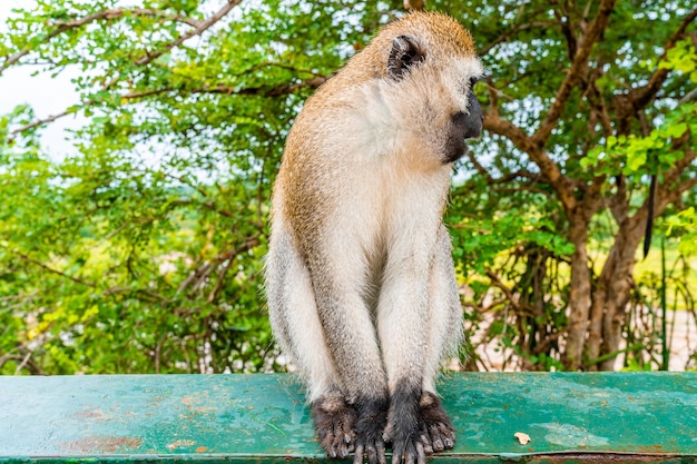 Un mono sentado en una valla en el Parque Nacional Tarangire en Tanzania, África