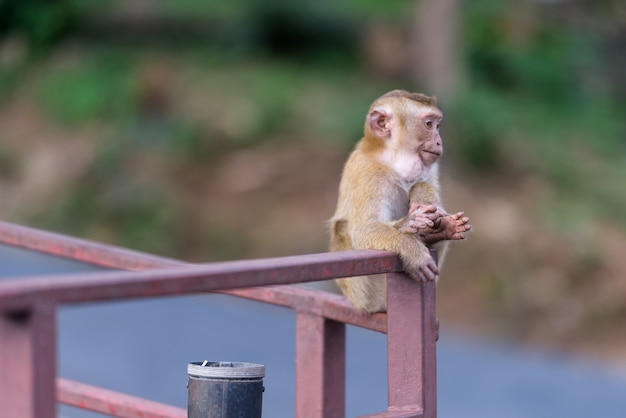 El mono sentado a ver algo en el parque de Tailandia