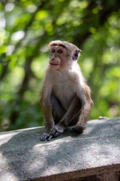 Un mono se sienta en una roca en la selva.