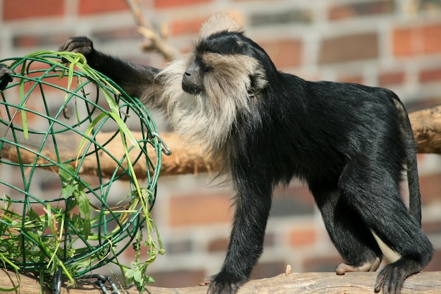 Mono sosteniendo una jaula en el zoológico
